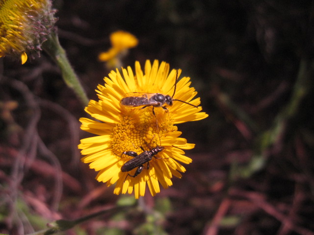 Pulicaria odora